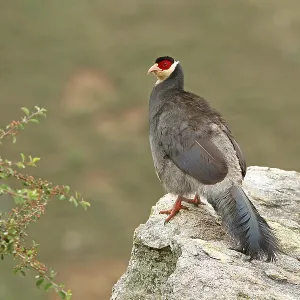 Tibetan eared Pheasant, Crossoptilon harmani