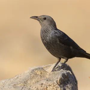 Tristram's Starling Print, Wadi Darbat, Oman