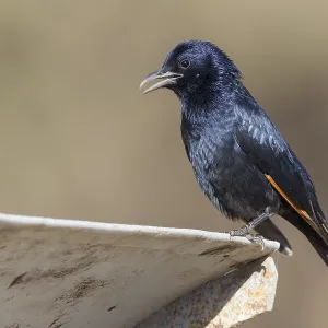 Tristram's Starling Print, Adult Perched on Metal in Wadi Darbat, Oman
