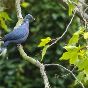 Trocaz Pigeon Print - Perched in Grass