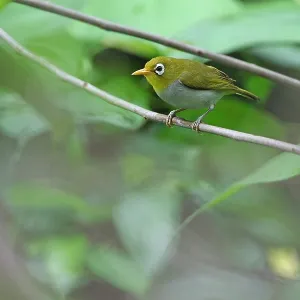 Wangi wangi White-eye, undescribed Zosterops species