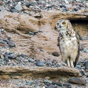 Print of Woestijnoehoe, Pharaoh Eagle-Owl Print of Woestijnoehoe, Pharaoh Eagle-Owl