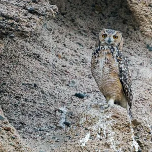 Woestijnoehoe Print, Pharaoh Eagle-Owl in Desert Landscape Woestijnoehoe Print, Pharaoh Eagle-Owl in Desert Landscape