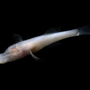 Alabama Cavefish Print Alabama Cavefish Print