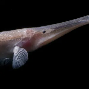 Deep Water Amazon River Print of a Bent Jaw Knife Fish Deep Water Amazon River Print of a Bent Jaw Knife Fish