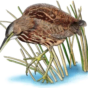 American Bittern Print