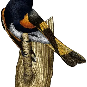 American Redstart Print - Colorized pen and ink illustration