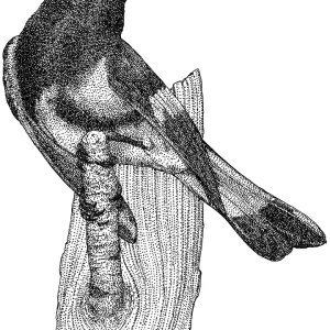 American Redstart Pen and Ink Print