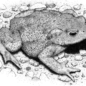 American Toad Pen and Ink Print