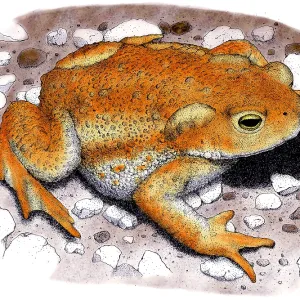 American Toad Colorized Pen and Ink Print