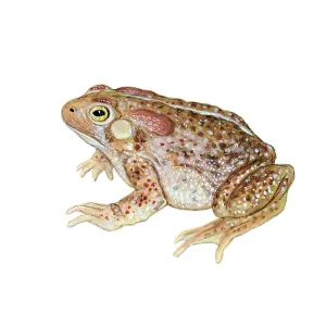 American Toad Print