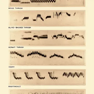 Spectrogram Print of Bird Songs Spectrogram Print of Bird Songs