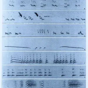 Spectrogrammi Audio