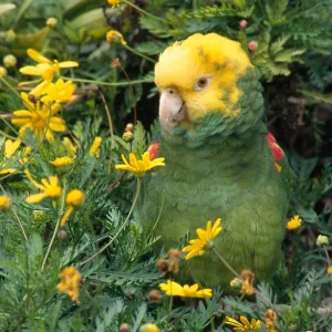 Double Yellow Headed Parrot Print, Reid Park Zoo Double Yellow Headed Parrot Print, Reid Park Zoo