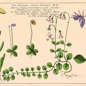Historical Botanical Print of Linnaea Borealis Historical Botanical Print of Linnaea Borealis