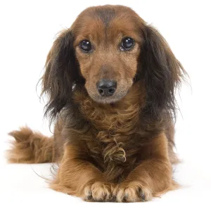 Long-haired Dachshund Print - 15 years old Long-haired Dachshund Long-haired Dachshund Print - 15 years old Long-haired Dachshund
