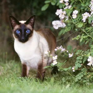 Seal Point Siamese Cat Print Seal Point Siamese Cat Print