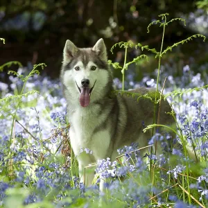 Siberian Husky Print in Bluebells Siberian Husky Print in Bluebells