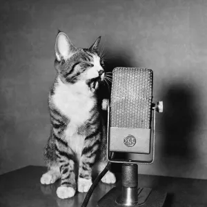 Vintage Kitten at Microphone Print Vintage Kitten at Microphone Print