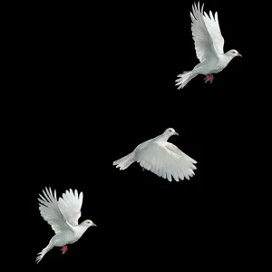 White Java Dove in Flight Print White Java Dove in Flight Print