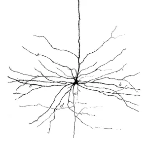 Print of a Pyramidal Cell in the Cerebral Cortex Print of a Pyramidal Cell in the Cerebral Cortex