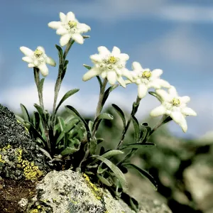 Edelweiss Flowers Print (Leontopodium alpinum) Edelweiss Flowers Print (Leontopodium alpinum)