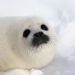 Harp Seal Baby Print, Young White Seal on Ice Harp Seal Baby Print, Young White Seal on Ice