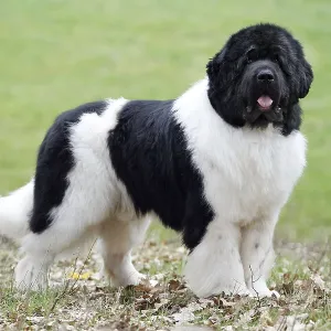 Newfoundland Dog Print Newfoundland Dog Print