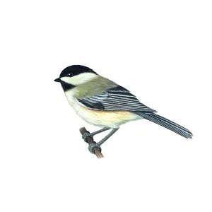 Mésange à tête noire. Mésange à tête noire.