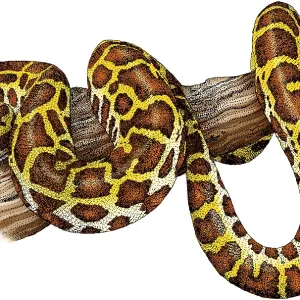 Burmese Python Colorized Print Burmese Python Colorized Print