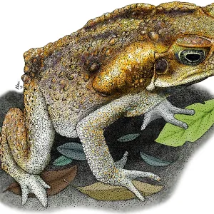 Cane Toad Print, Bufo marinus Illustration Cane Toad Print, Bufo marinus Illustration