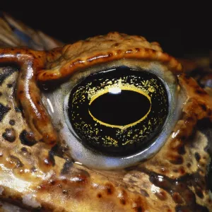 Cane Toad Eye Print Cane Toad Eye Print