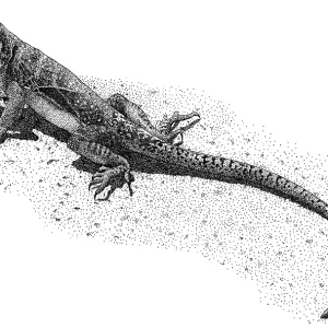 Collared Lizard Print - Pen and Ink Illustration Collared Lizard Print - Pen and Ink Illustration