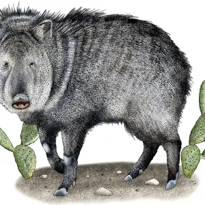 Collared Peccary Print Collared Peccary Print