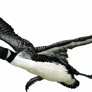 Common loon (Gavia immer) taking off Print Common loon (Gavia immer) taking off Print
