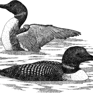 Common Loons Pen and Ink Print Common Loons Pen and Ink Print