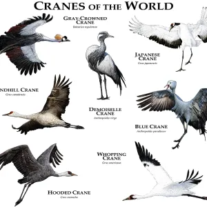Cranes of the World Print Cranes of the World Print