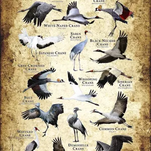 Colorful Crane Print featuring over a dozen species Colorful Crane Print featuring over a dozen species