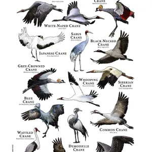 Cranes of the World Print: A comprehensive collage of 12+ crane species Cranes of the World Print: A comprehensive collage of 12+ crane species