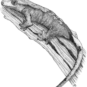 Crested Gecko Pen and Ink Print Crested Gecko Pen and Ink Print