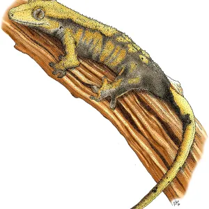 Crested Gecko Colorized Pen and Ink Print Crested Gecko Colorized Pen and Ink Print