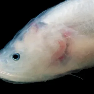 Cusk Eel Print, Gulf of Mexico