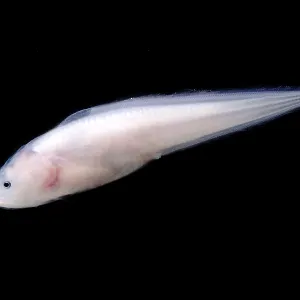 Cusk Eel Print, Gulf of Mexico Depth 1,500-1,200 Meters Cusk Eel Print, Gulf of Mexico Depth 1,500-1,200 Meters