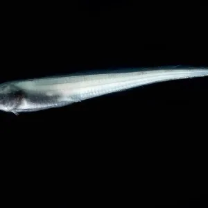 Cusk Eel Print (Penopus microphthalmus), Gulf of Mexico, 2016 Cusk Eel Print (Penopus microphthalmus), Gulf of Mexico, 2016