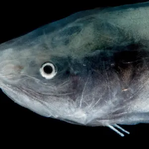 Cusk Eel Print, Gulf of Mexico