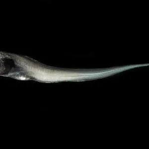 Digitate Cusk Eel Print - Deep-Sea Fish