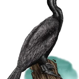 Double Crested Cormorant Print, Phalacrocorax auritus Double Crested Cormorant Print, Phalacrocorax auritus