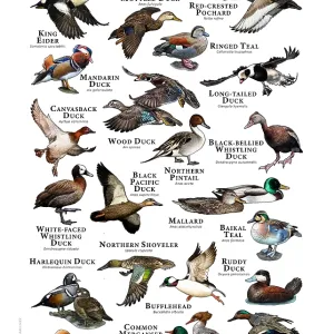 Ducks of the World Print: A Colorful Collection of 20+ Species Ducks of the World Print: A Colorful Collection of 20+ Species