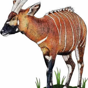 Eastern bongo antelope Print (Tragelaphus eurycerus isaaci)