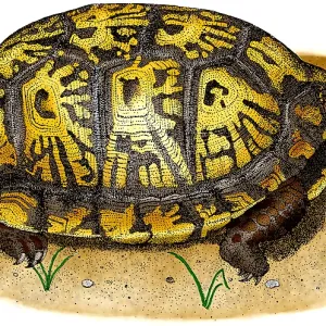 Eastern Box Turtle Print - Colorized pen and ink illustration Eastern Box Turtle Print - Colorized pen and ink illustration